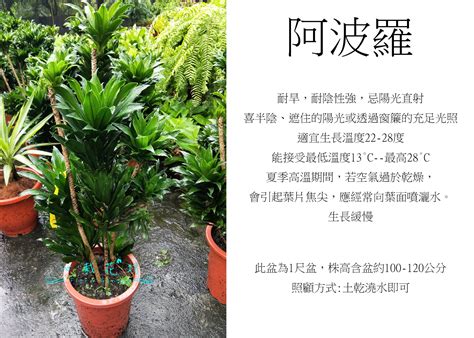 阿波羅植物繁殖|阿波羅千年木－鄉林園藝｜痞客